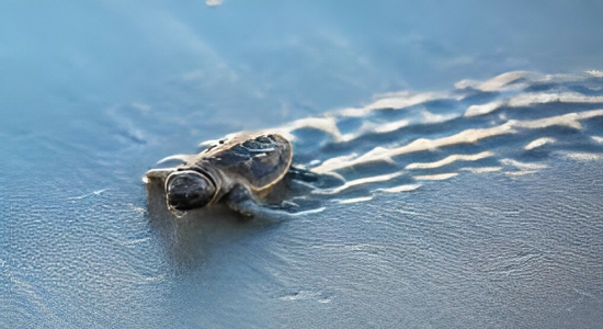 sea turtle nesting season