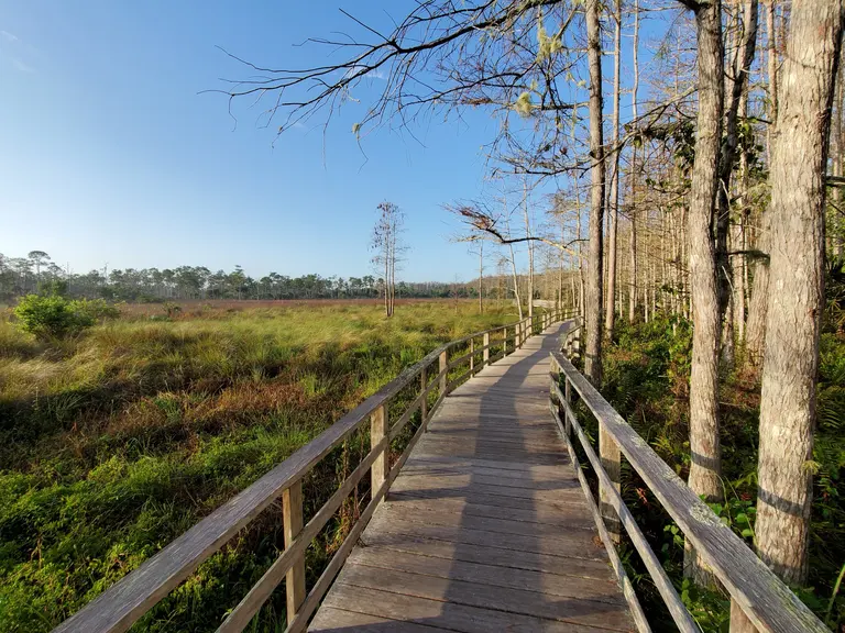 audubon corkscrew swamp sanctuary, naples, fl