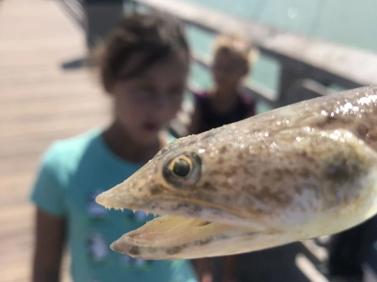 Kids admiring the fish they caught on Naples Pier, Naples Florida